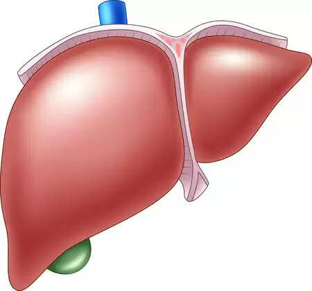 लीवर स्वास्थ्य: जानें कैसे बचाएं अपने जिगर को नुकसान से