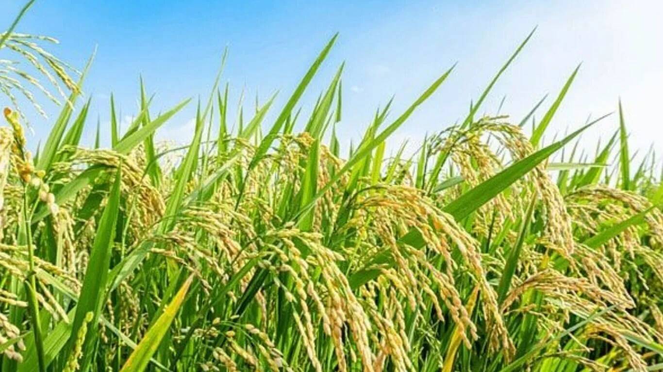 सोनीपत में बारिश से धान की फसल को मिला नया जीवन, लेकिन यमुना का उफान बना चुनौती