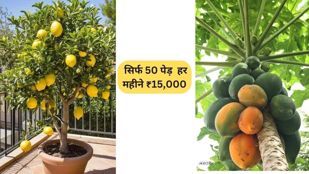 नींबू और पपीते की खेती से किसानों की बढ़ती आय