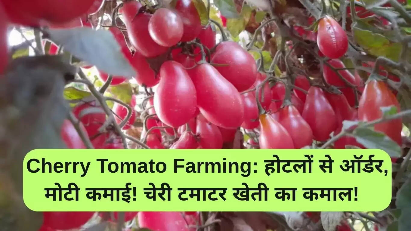 चेरी टमाटर खेती: किसानों के लिए समृद्धि का नया रास्ता