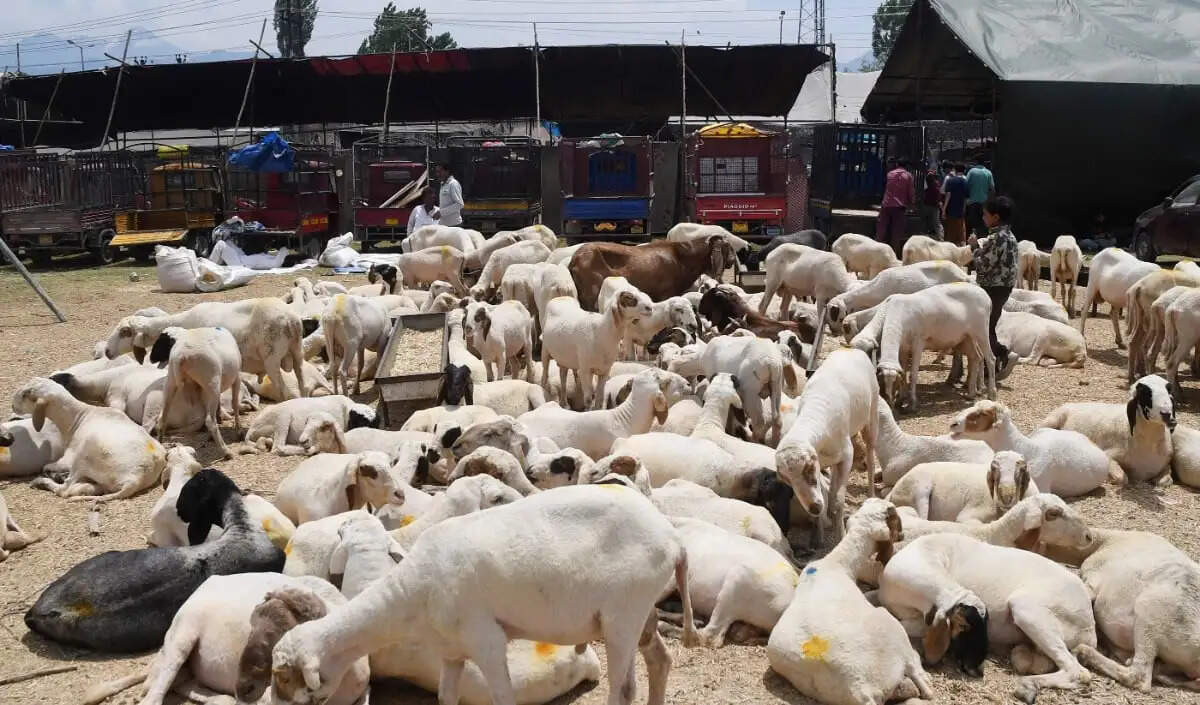 बकरीद पर बकरों की कीमतों में भारी वृद्धि, महंगाई का असर