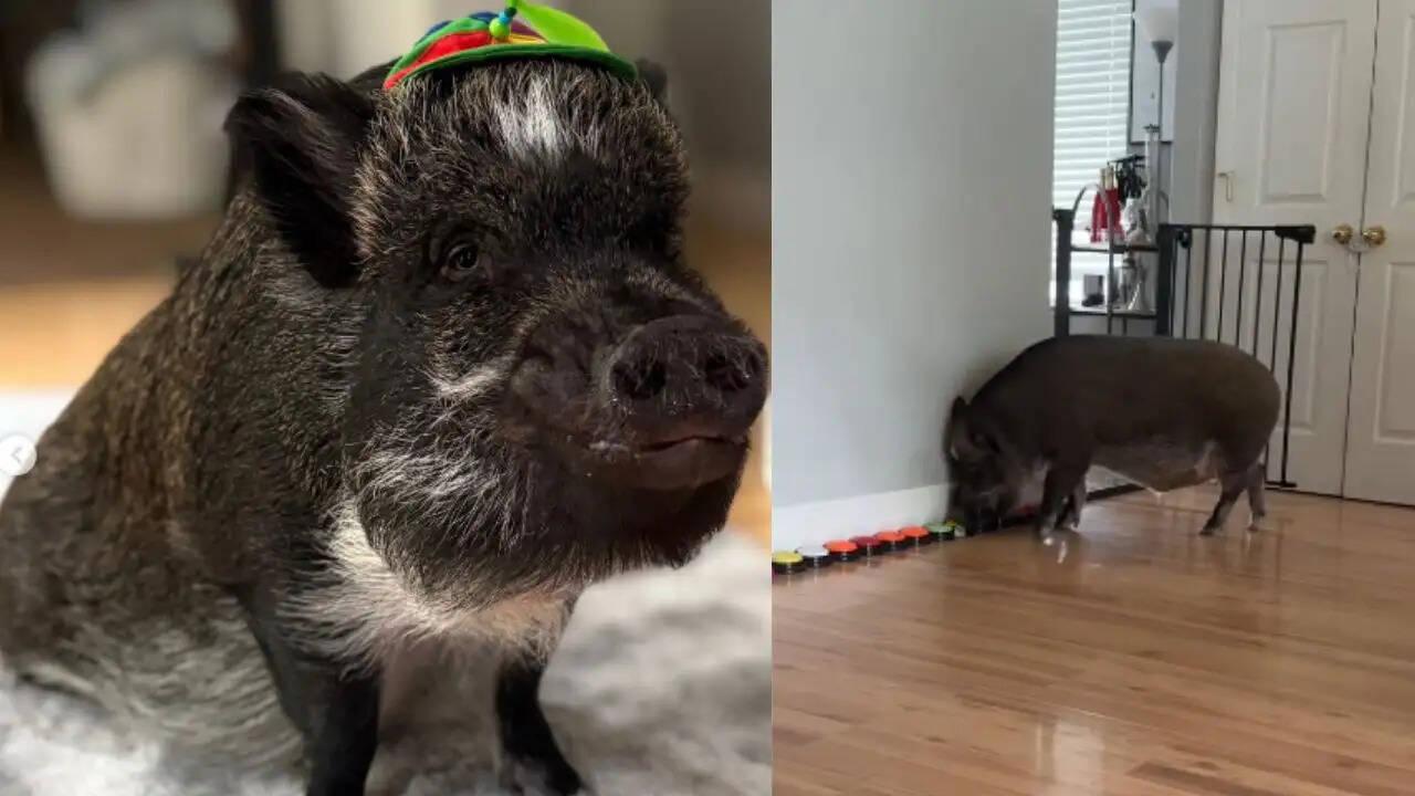 मर्लिन: अमेरिका का बात करने वाला पॉटबेलीड सुअर