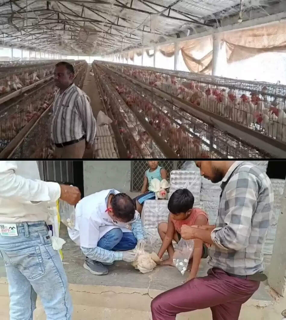 मुरादाबाद में बर्ड फ्लू के खतरे के बीच प्रशासन की सतर्कता बढ़ी