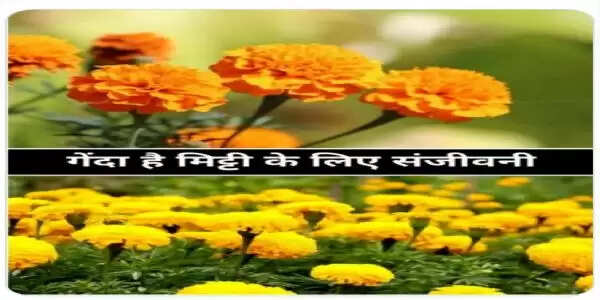 गेंदा फूल सौन्दर्य से लेकर कृषि संवर्धन तक फूल एक उपयोग अनेक