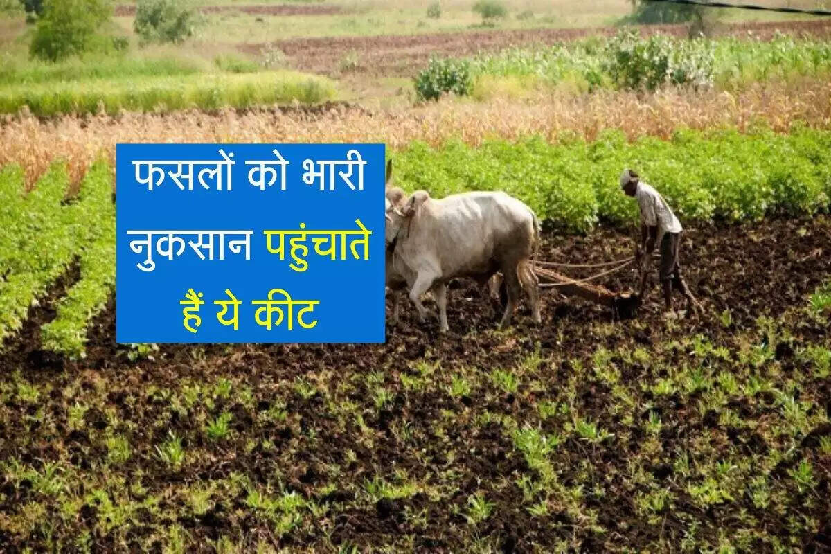 निमेटोड से फसलों की सुरक्षा: पहचान और रोकथाम के उपाय