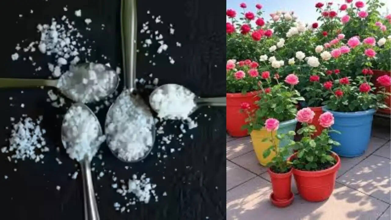 पौधों की सेहत के लिए एप्सम सॉल्ट: जानें इसके फायदे और उपयोग के तरीके