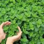 सर्दियों में पुदीना उगाने के आसान तरीके और इसके लाभ