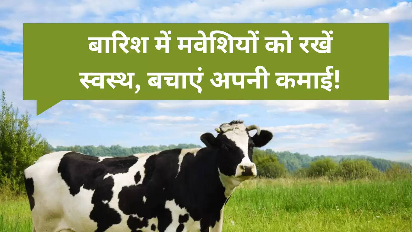 वर्षा ऋतु में पशुधन की देखभाल: स्वस्थ मवेशियों के लिए आवश्यक टिप्स