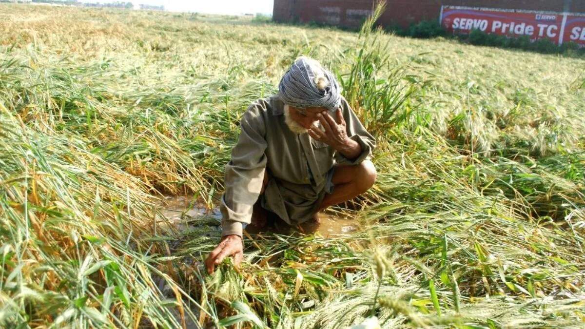 कैथल के किसान फसल खराबे के मुआवजे का इंतजार कर रहे हैं