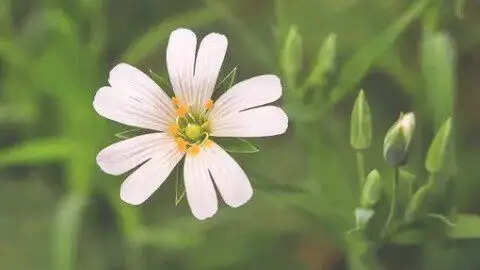 कैलेंडुला और चिकीवेड़: औषधीय गुण और उपयोग