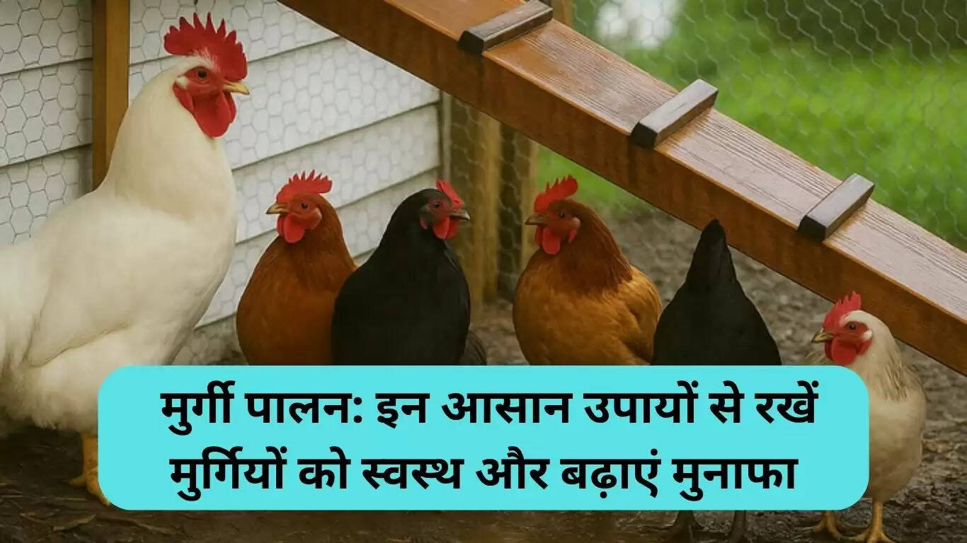 पोल्ट्री फार्मिंग: बारिश में मुर्गियों की देखभाल के सरल उपाय