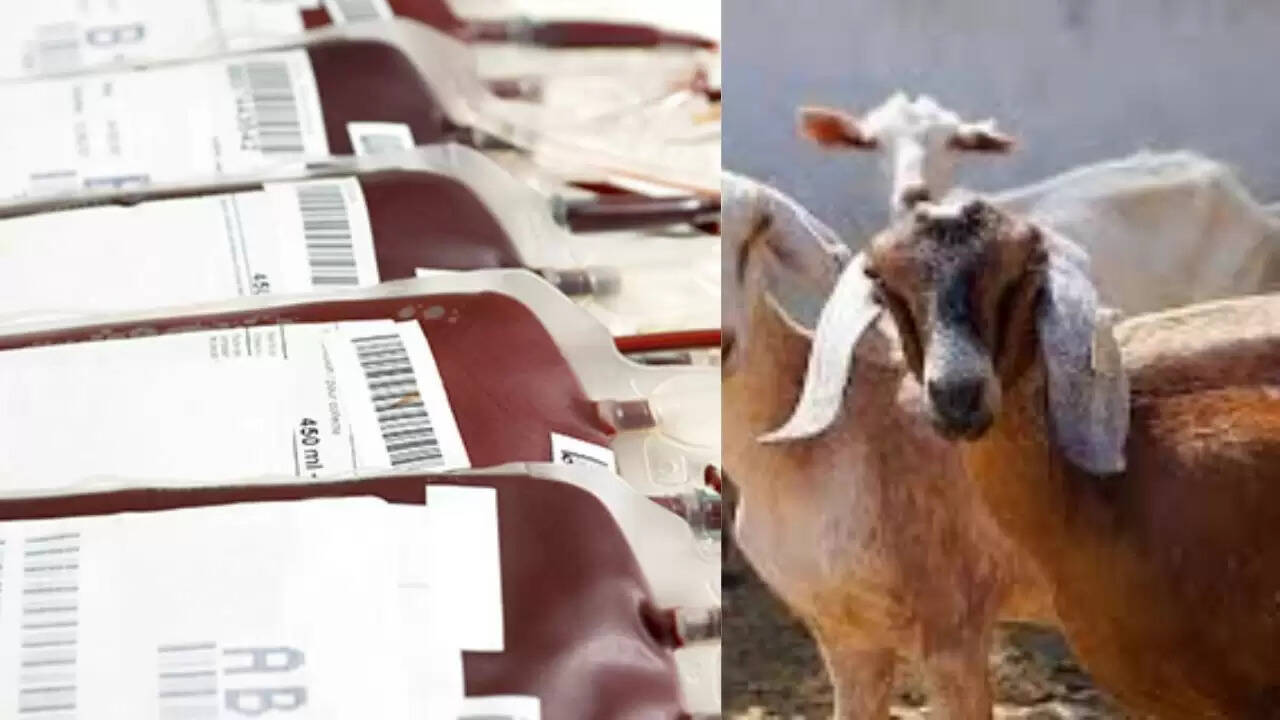 हैदराबाद में खून के घोटाले का खुलासा: जानवरों का खून मानव ब्लड बैग में मिला