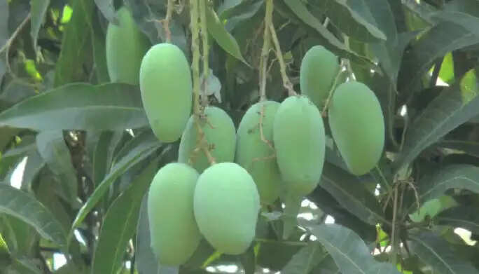 कच्चा आम: गर्मियों में स्वास्थ्य के लिए फायदेमंद सुपरफूड