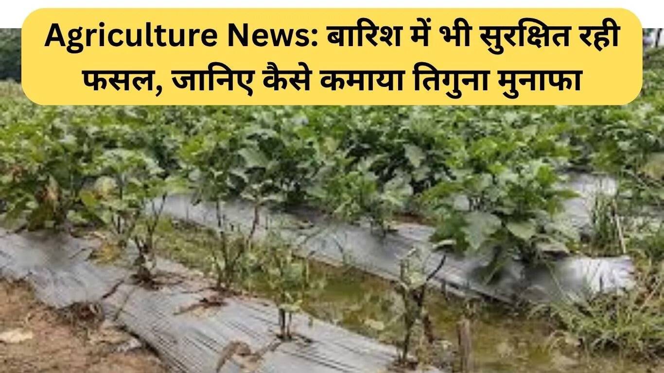 हजारीबाग के किसानों के लिए मल्चिंग तकनीक से तिगुना लाभ