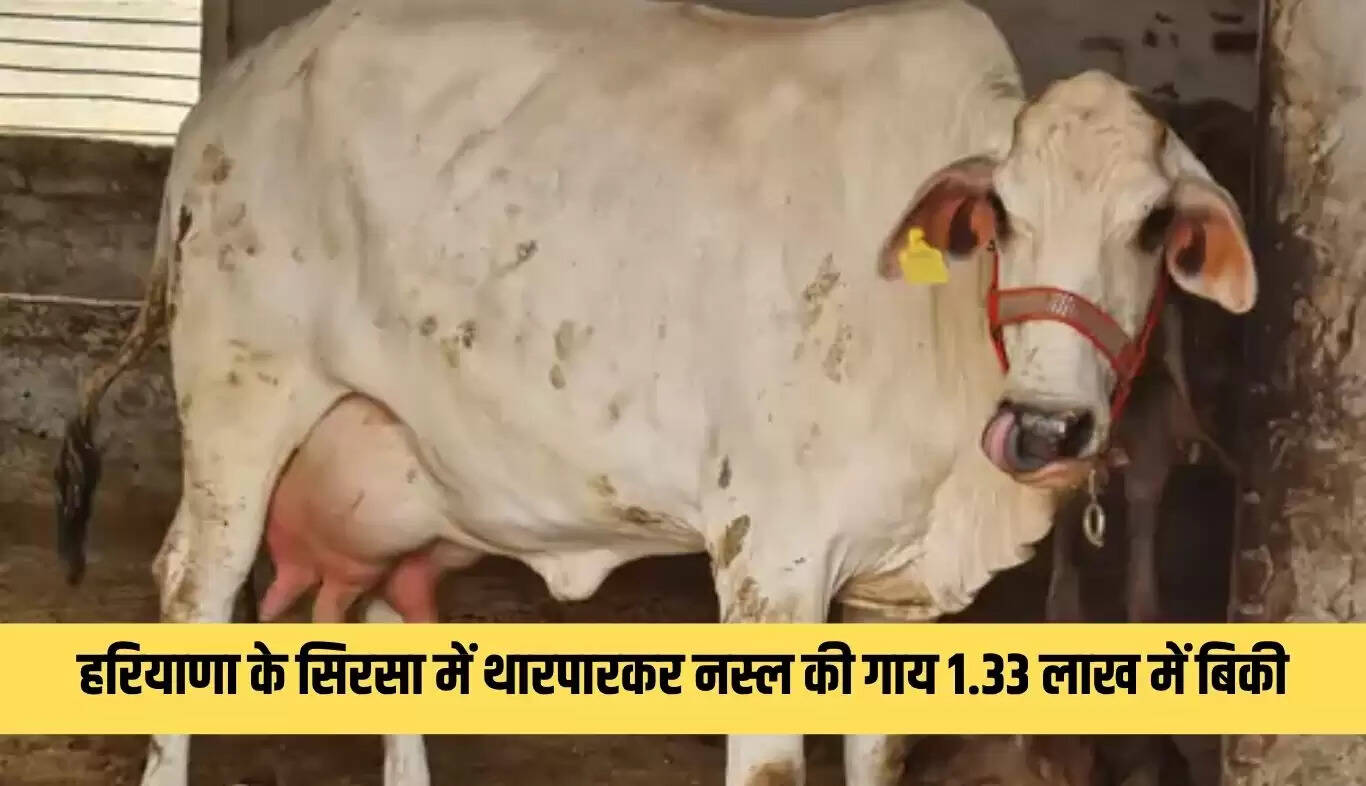 हरियाणा में थारपारकर नस्ल की गाय 'धौली' की नीलामी 1.33 लाख रुपये में हुई