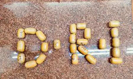 डीआरआई ने मुंबई एयरपोर्ट पर सोने की तस्करी का भंडाफोड़ किया