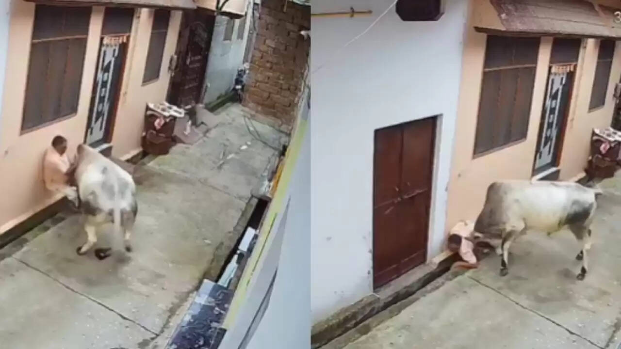 मुजफ्फरनगर में सांड के हमले का दिल दहला देने वाला वीडियो वायरल