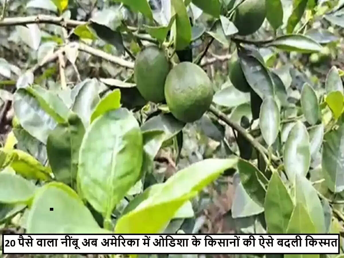 ओडिशा के अंगुल का नींबू अब अमेरिका में, किसानों की आय में हुई जबरदस्त वृद्धि