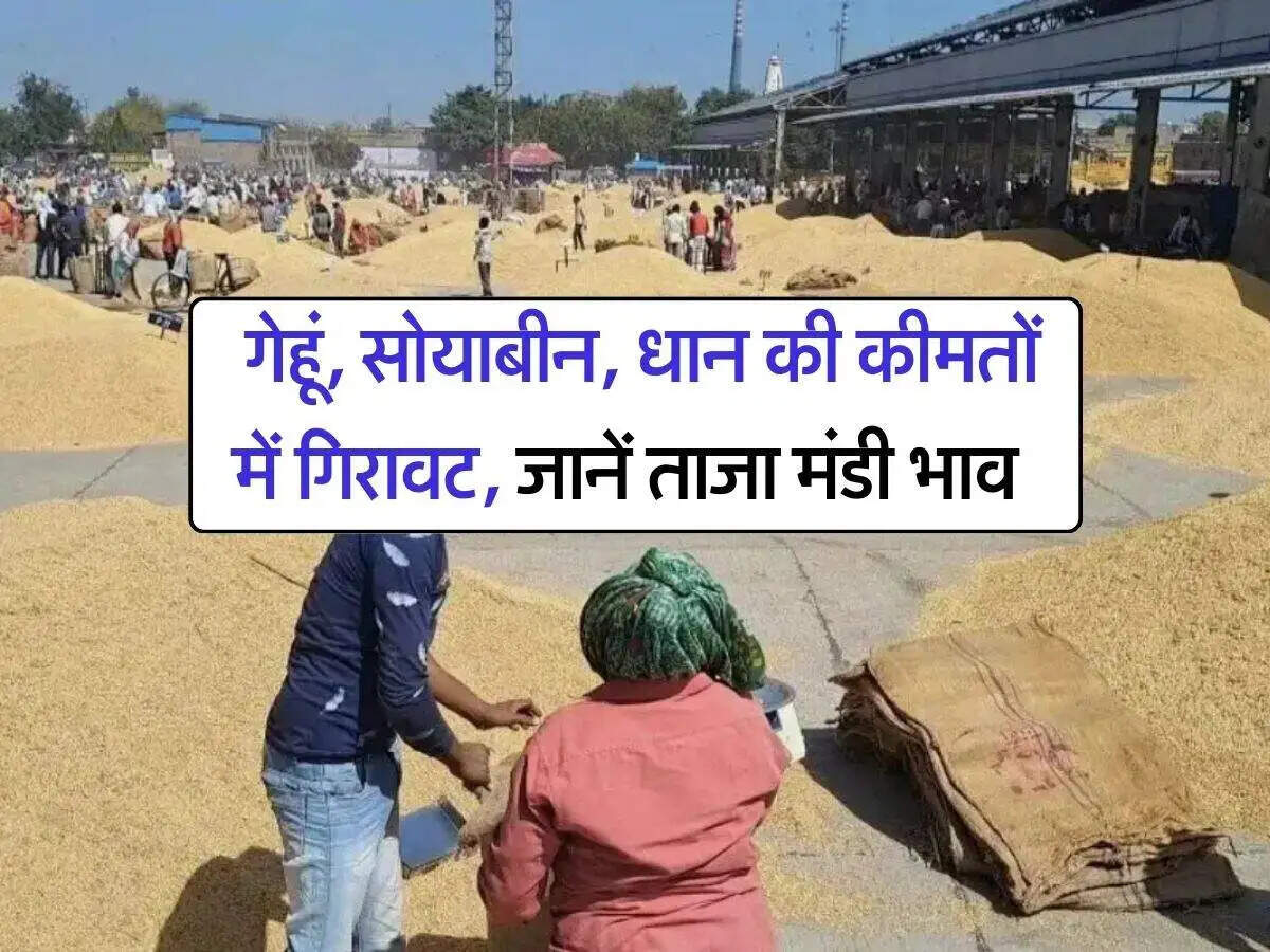गेहूं और धान की कीमतों में गिरावट, मंडियों में फसल आवक जारी