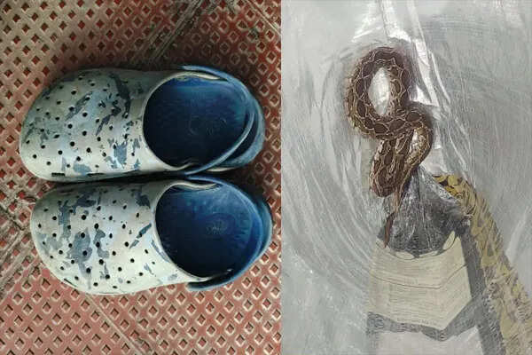 बेंगलुरु में सांप के काटने से सॉफ्टवेयर इंजीनियर की दुखद मौत