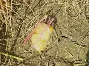 बीएसएफ ने पंजाब सीमा पर अंतरराष्ट्रीय तस्करी की कोशिशों को नाकाम किया