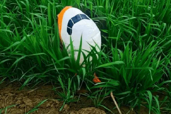 हरियाणा में खेतों में मिला पाकिस्तानी गुब्बारा, पुलिस ने किया जब्त