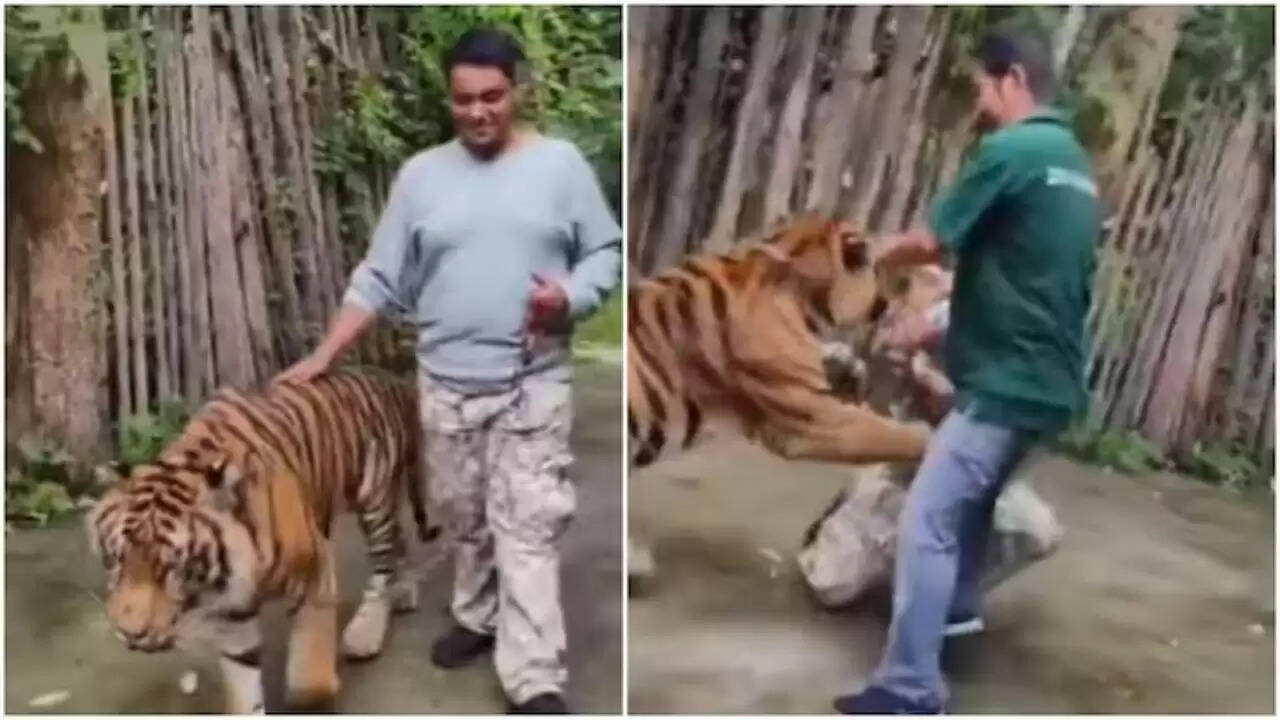 फुकेट में बाघ के साथ सेल्फी लेना बना भारतीय सैलानी के लिए खतरनाक अनुभव