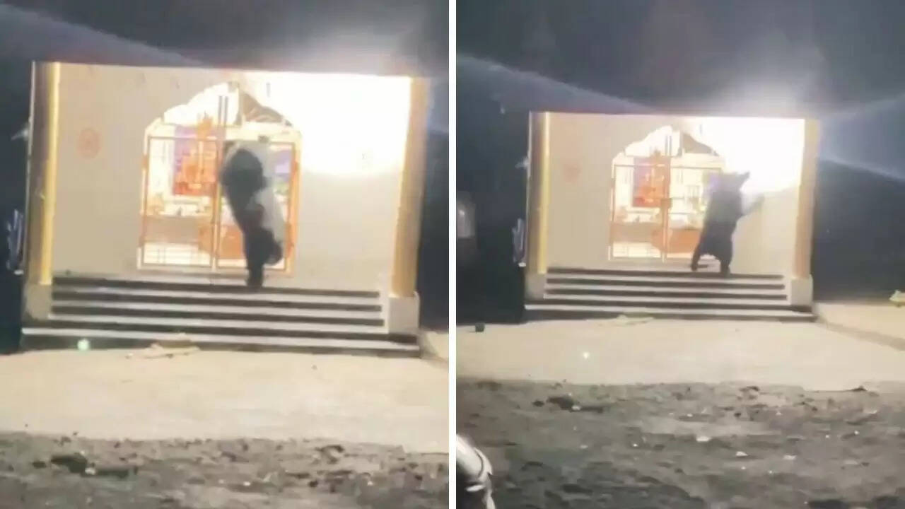 छत्तीसगढ़ में भालू का मंदिर में घंटी बजाने का अनोखा वीडियो वायरल