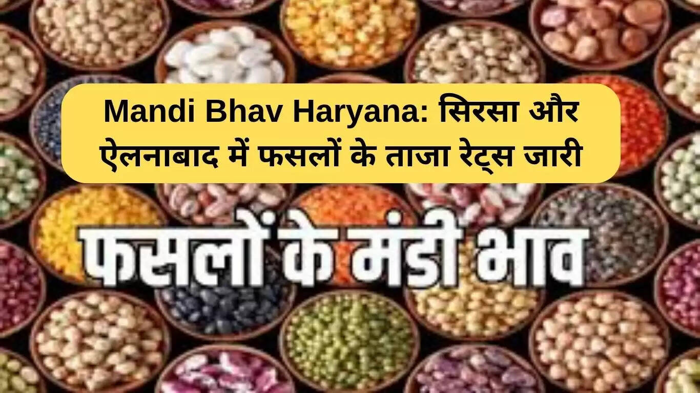 हरियाणा की मंडियों में फसलों के ताजा भाव: सिरसा और ऐलनाबाद की जानकारी