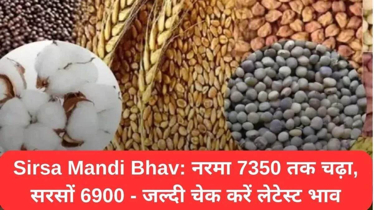 सिरसा मंडी में आज के ताजा भाव: 5 अक्टूबर की रिपोर्ट