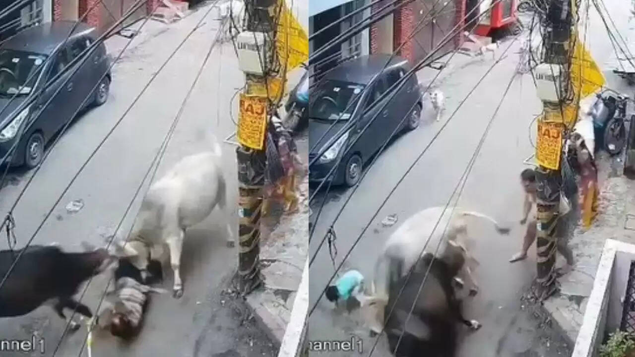 लखनऊ में आवारा सांडों का दादा-पोते पर हमला, बढ़ती आक्रामकता का कारण जलवायु परिवर्तन