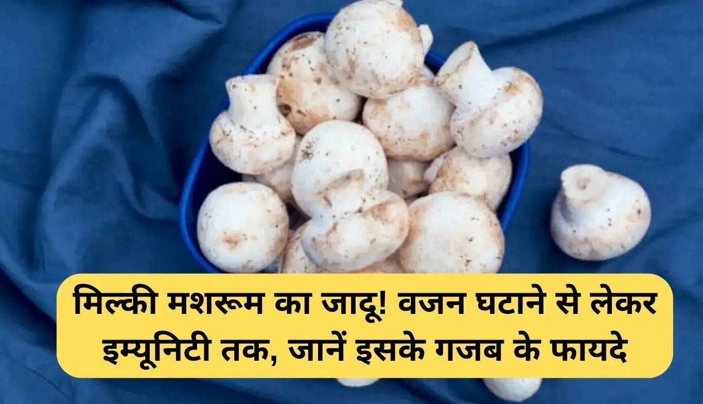 मिल्की मशरूम के अद्भुत लाभ: वजन घटाने से लेकर इम्यूनिटी तक