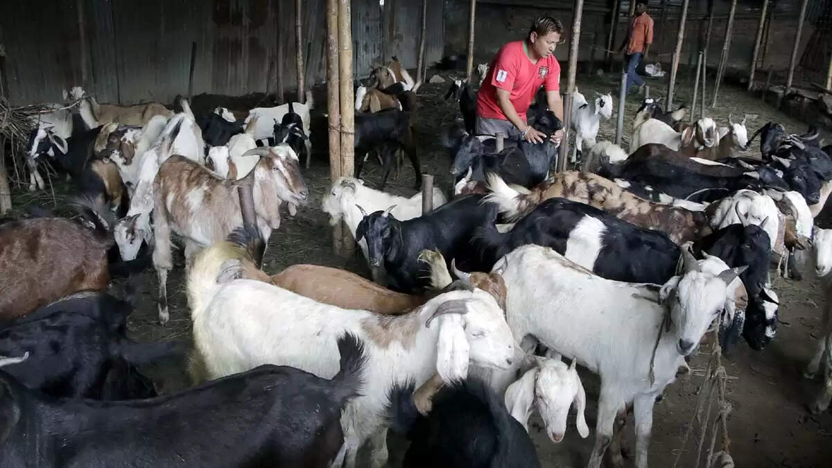 बकरीद 2025: लखनऊ में बकरों की बिक्री में ईएमआई का नया चलन