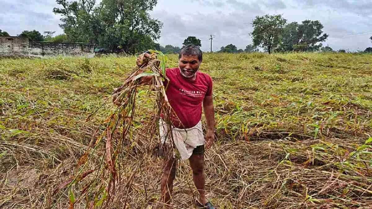 हरियाणा के किसानों के लिए राहत: मुख्यमंत्री ने ई-क्षतिपूर्ति पोर्टल किया सक्रिय
