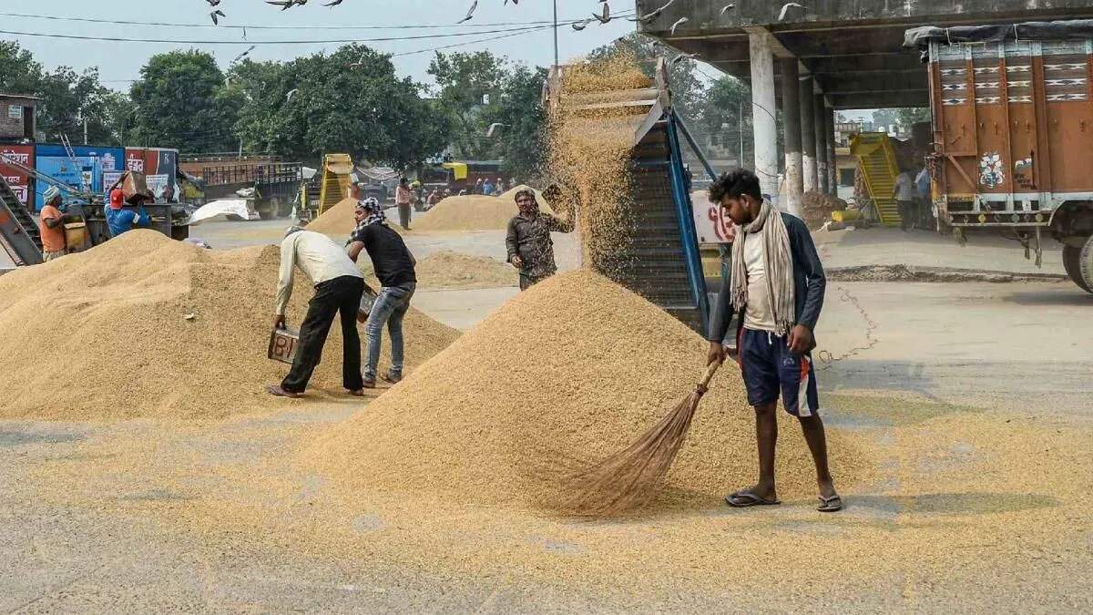 हरियाणा में धान, कपास और बाजरे की कीमतों में गिरावट