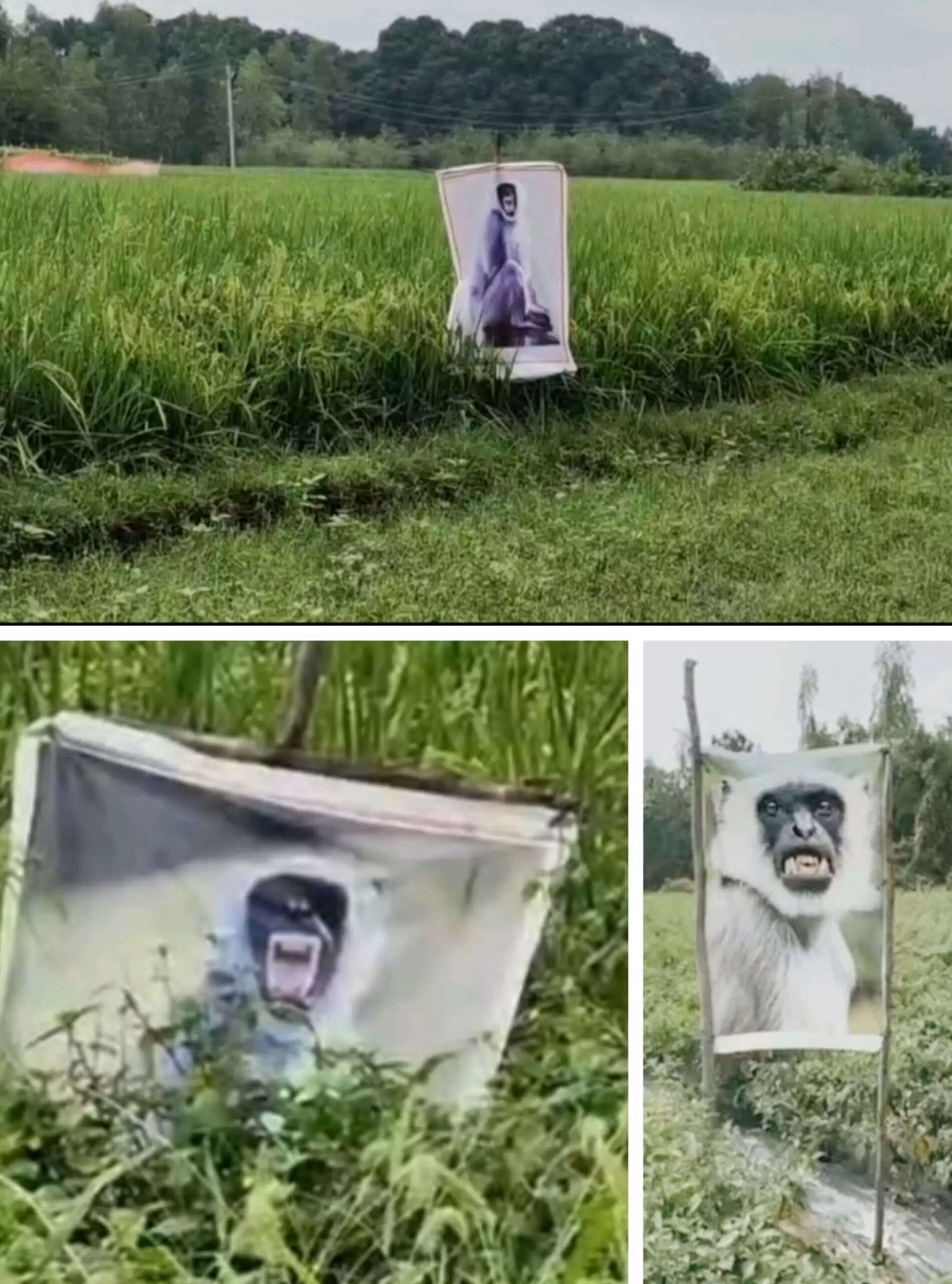 किसानों ने बंदरों से बचने के लिए लंगूर की तस्वीरें लगाई