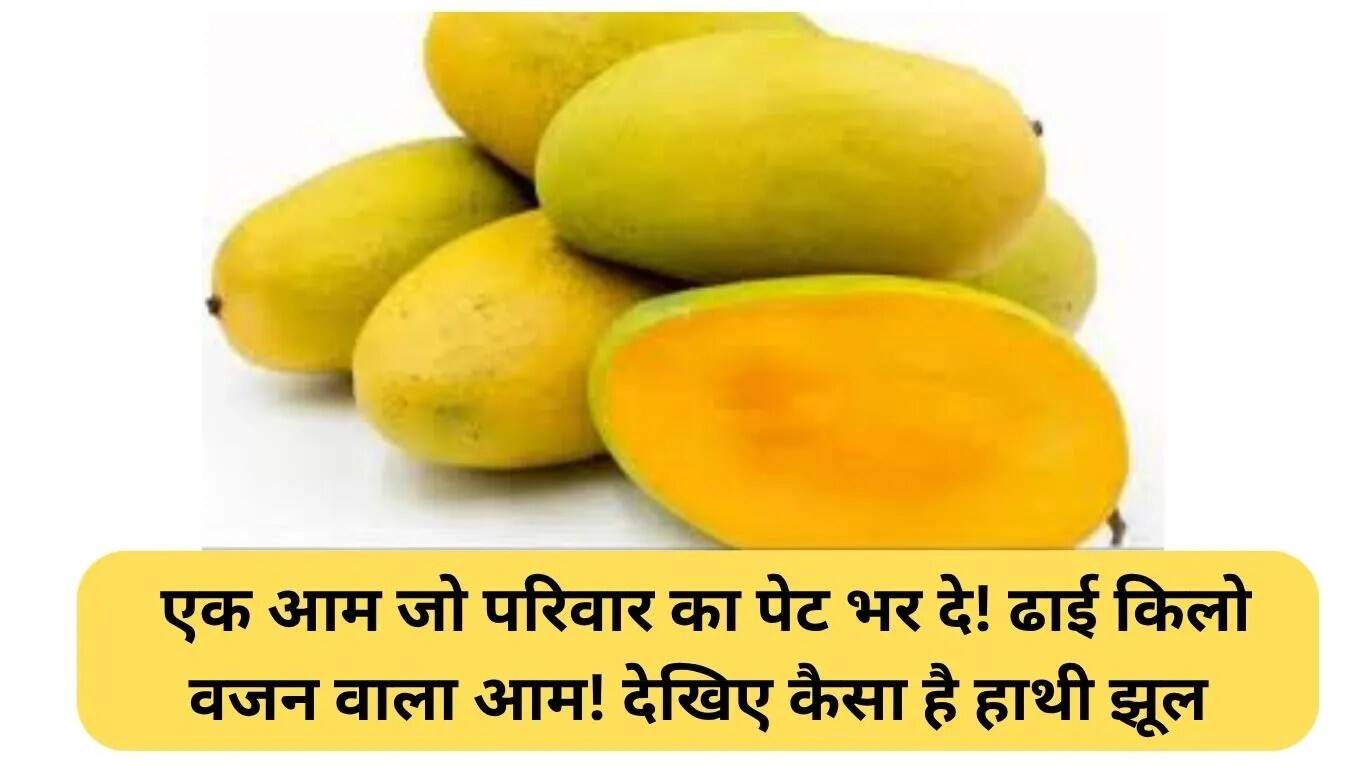 विशेष आम: बहराइच का हाथी झूल आम जो परिवार का पेट भर सकता है