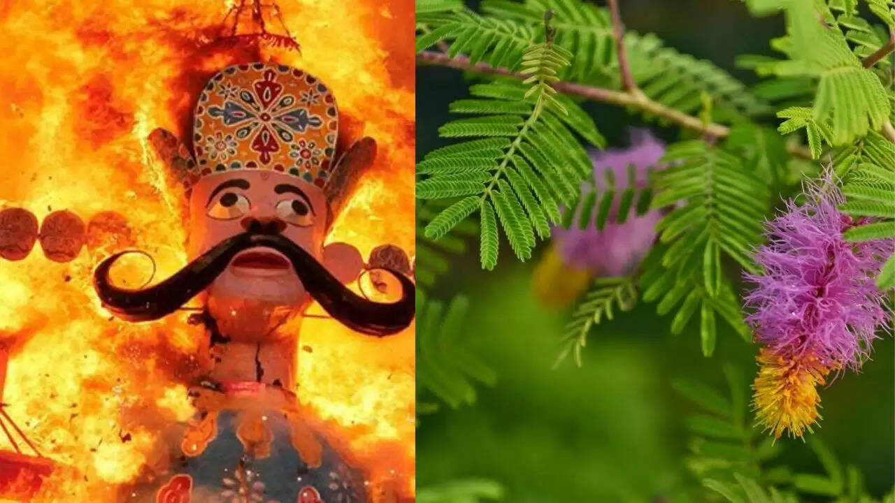 दशहरे पर शमी पौधे का महत्व और लाभ