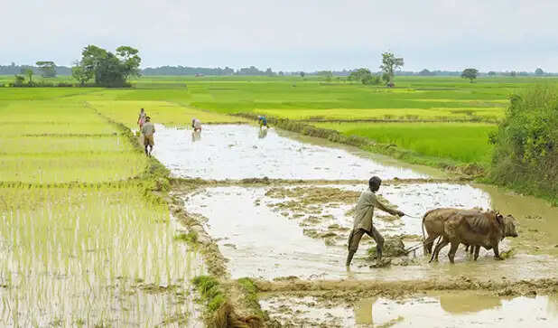 आर्द्रा नक्षत्र में सूर्य: बारिश और कृषि का गहरा संबंध