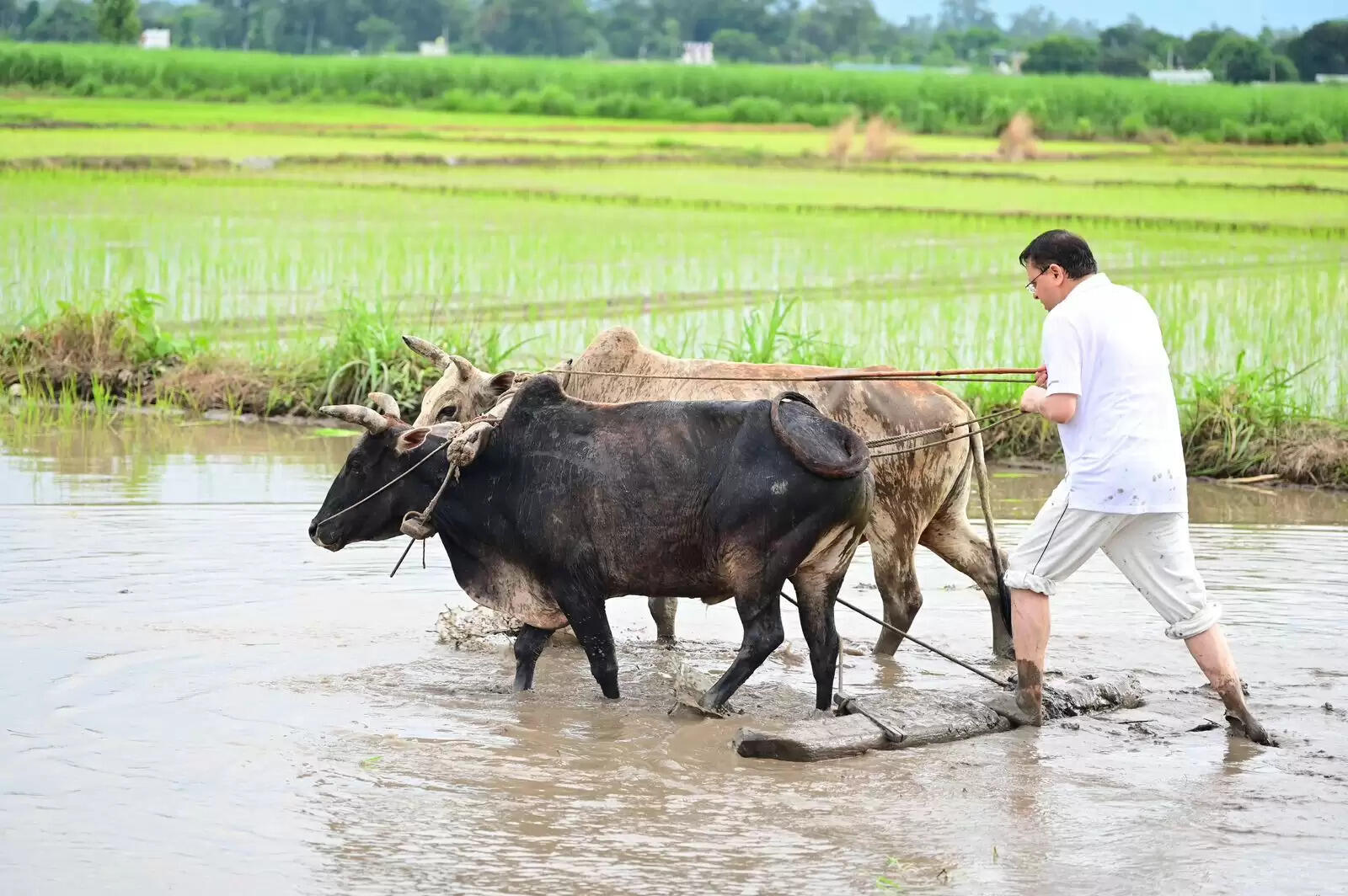 उत्तराखंड के सीएम ने खटीमा में धान की रोपाई की, किसानों को किया सम्मानित