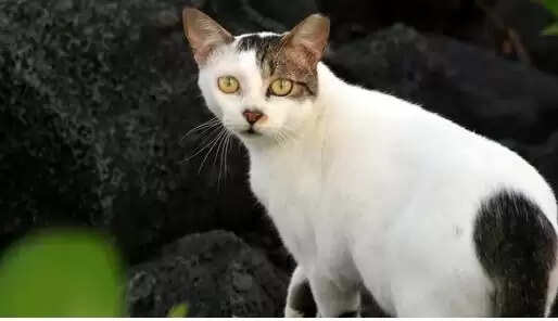 न्यूजीलैंड में जंगली बिल्लियों का संकट: सरकार का कठोर निर्णय