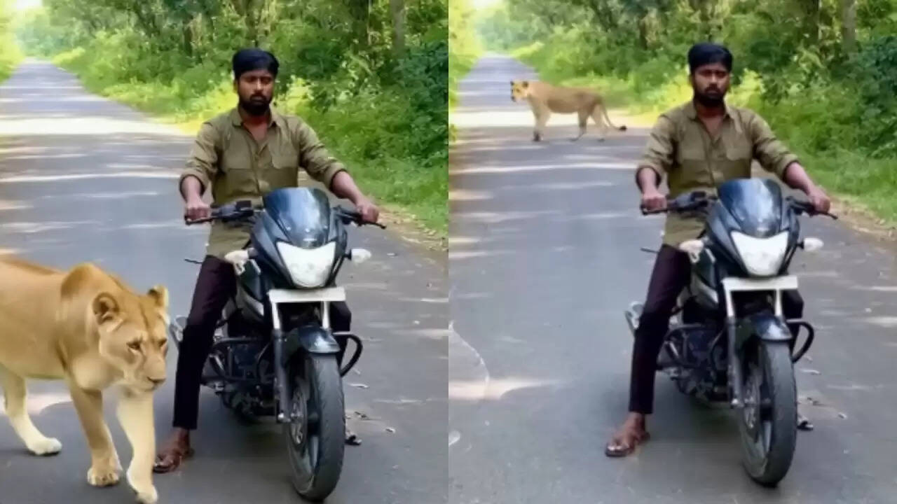 क्या है इस बाइकर का शेरनियों के साथ वायरल वीडियो का सच?