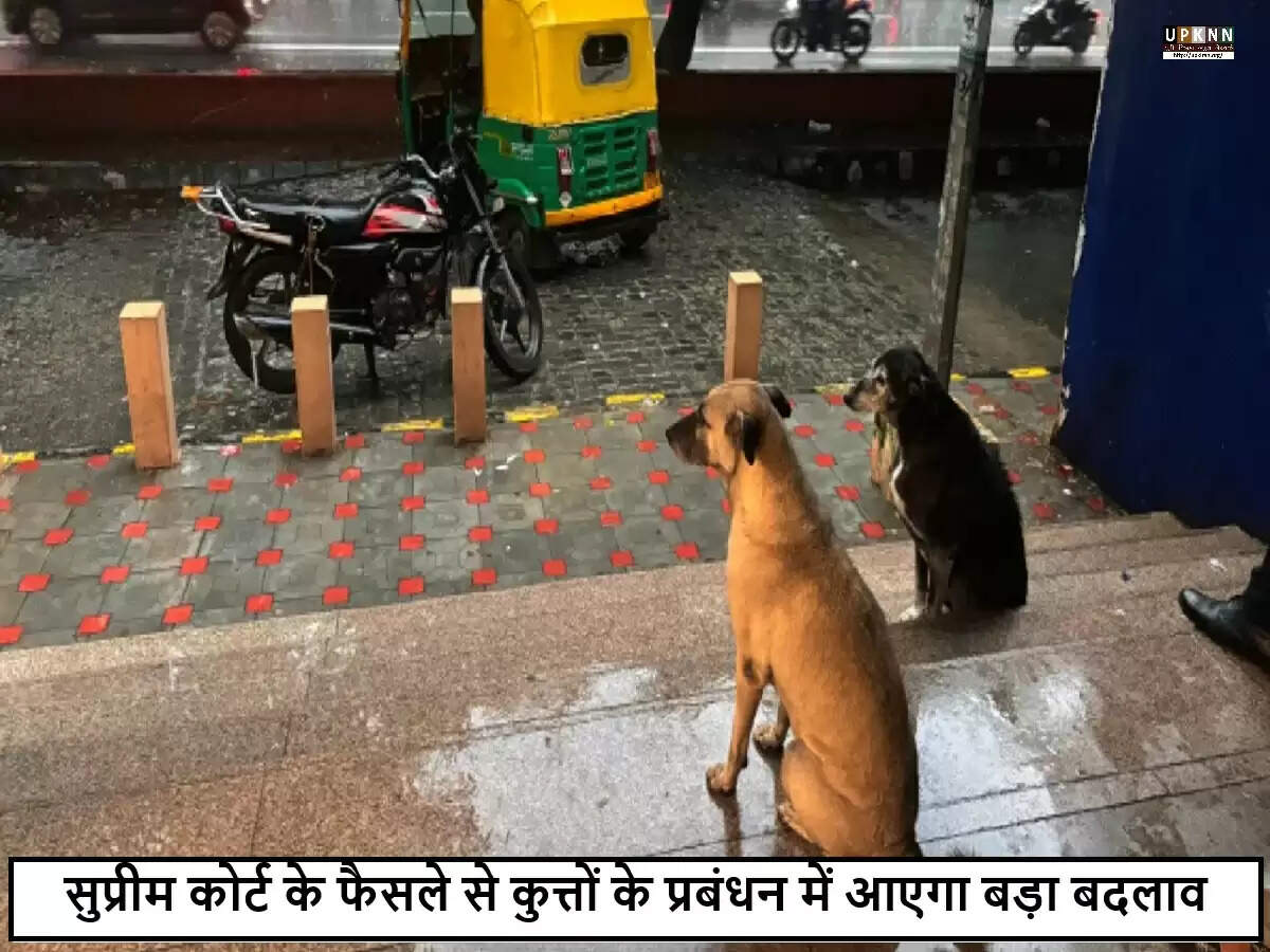 सुप्रीम कोर्ट का नया आदेश: आवारा कुत्तों के प्रबंधन में बदलाव