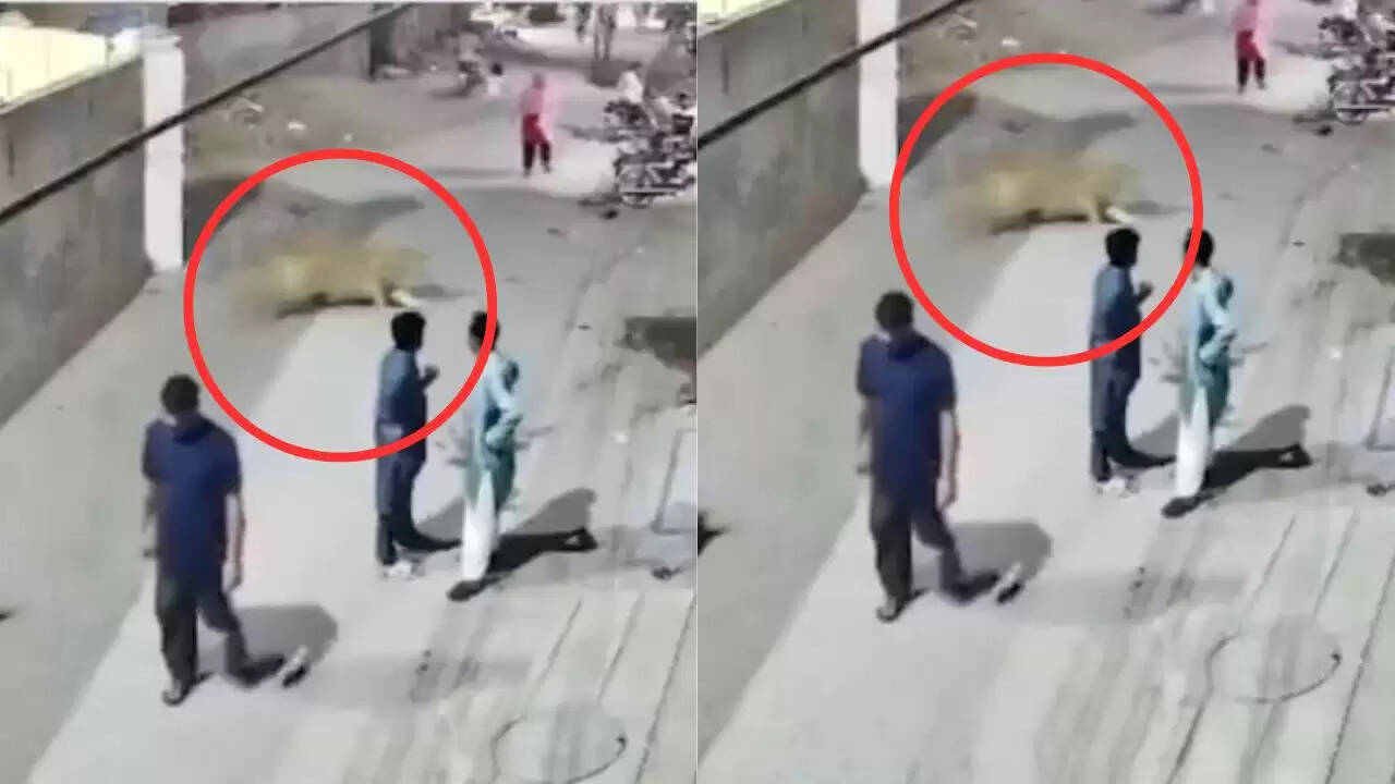 पाकिस्तान में पालतू शेर का हमला: महिला और बच्चों पर हुआ जानलेवा हमला