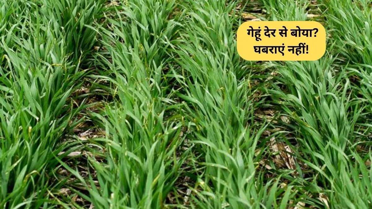 लेट गेहूं की बुवाई: किसानों के लिए उपयोगी सुझाव और तकनीक