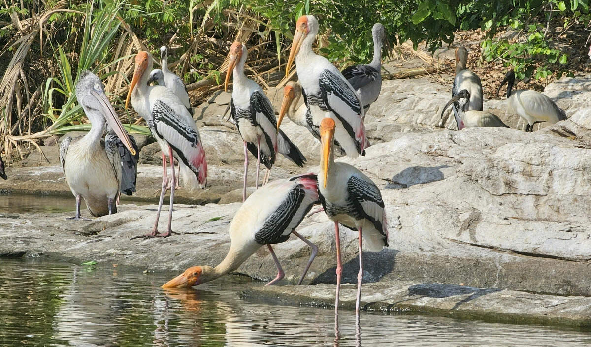 दिल्ली-NCR के लिए वीकेंड ट्रिप: भरतपुर बर्ड सेंचुरी की खोज