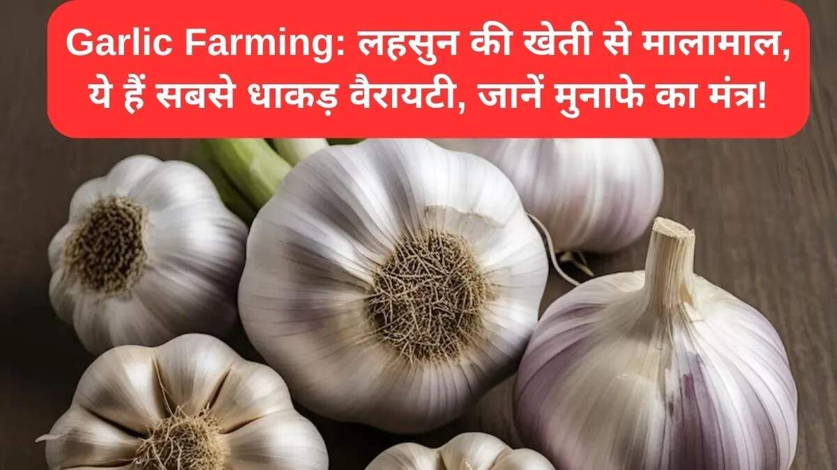 लहसुन की खेती: किसानों के लिए लाभकारी फसलें