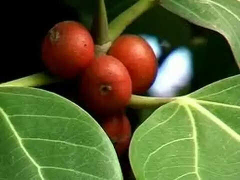 पुरुषों की कमजोरी दूर करने के लिए बरगद के फायदें