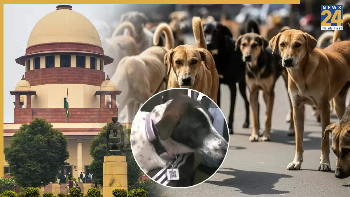 शिमला में आवारा कुत्तों के लिए क्यूआर कोड और जीपीएस कॉलर का नया प्रयोग