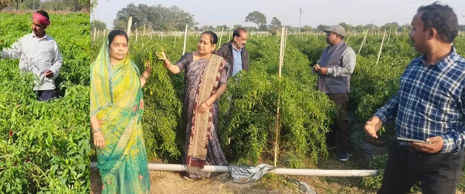 नवाचार खेती से मुकेश चौधरी&nbsp;बने सफल कृषि उद्यमी, कर रहे लाखों की आमदनी